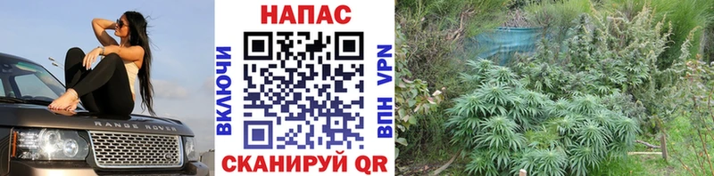 Бошки марихуана индика  Калуга 
